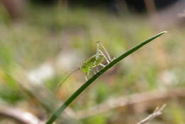 Image of speckled bush-cricket