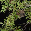 Image of Little Red Flying Fox