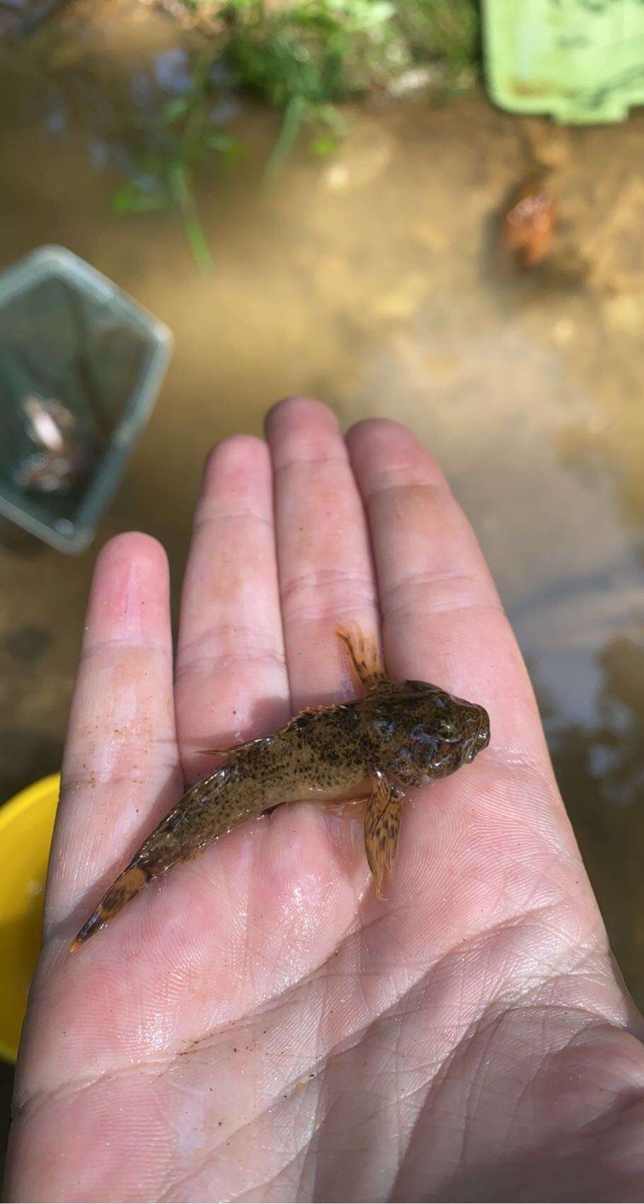 Image of Blue Ridge Sculpin