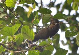 Plancia ëd Callosciurus nigrovittatus (Horsfield 1823)