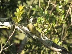 Image of Scaly-throated Honeyguide