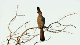 Image of White-bellied Go-away-bird