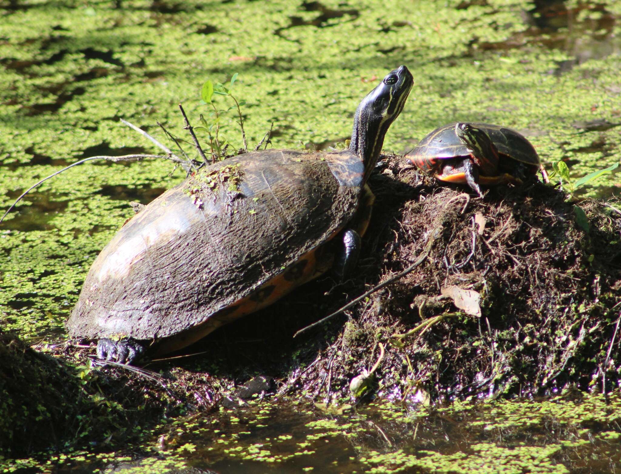 Image of Florida Cooter