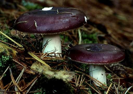 Image of Russula caerulea Fr. 1838