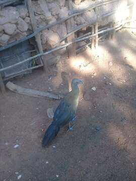 Image of Rufous-vented Chachalaca