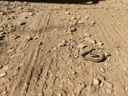 Image of Vipera latastei latastei Bosca 1878