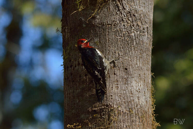 Sphyrapicus ruber ruber (Gmelin & JF 1788)的圖片