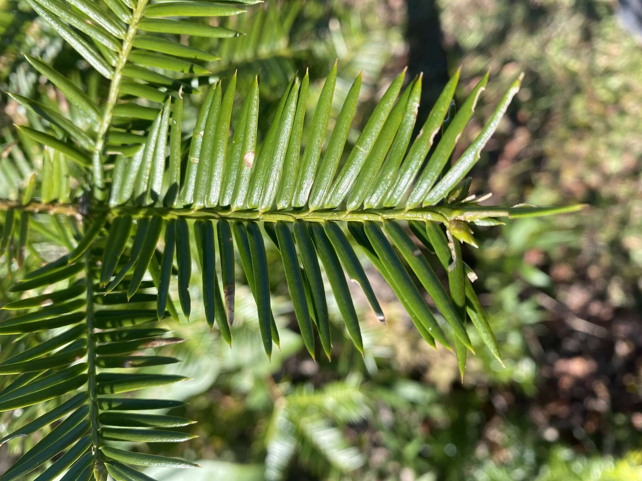 Plancia ëd Torreya taxifolia Arn.