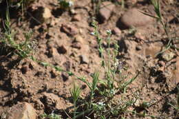 Image of Palmer's grapplinghook