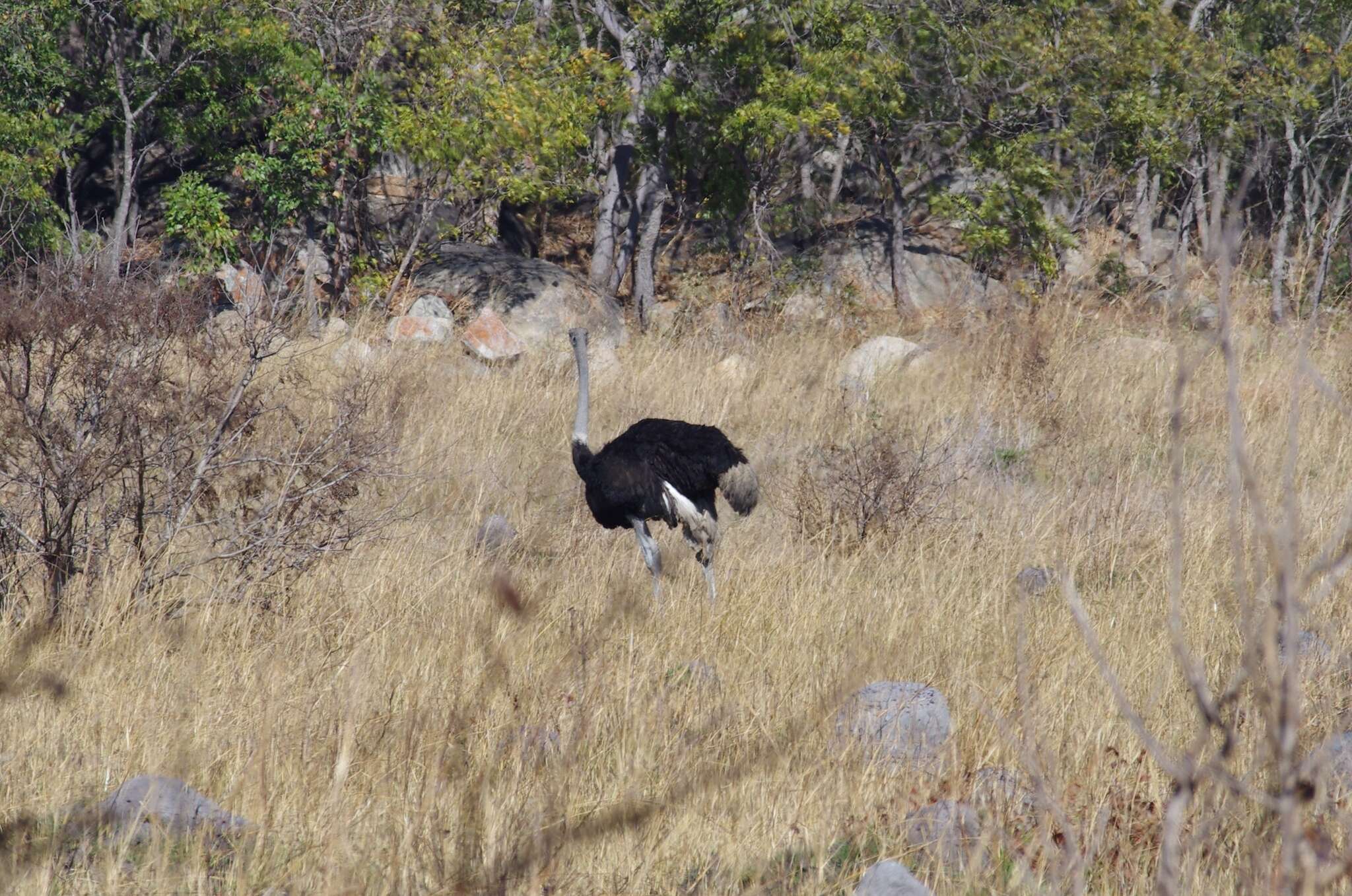 Image of South African Ostrich