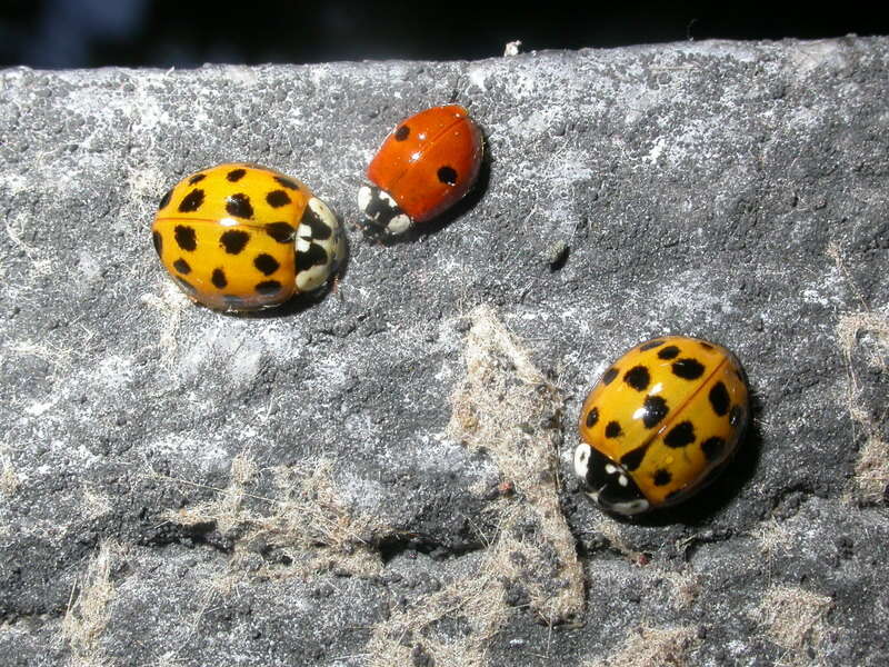 Plancia ëd Adalia bipunctata (Linnaeus 1758)