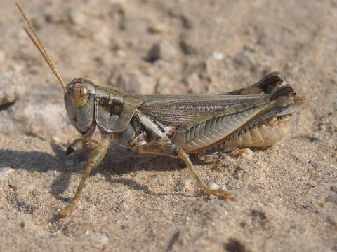 Melanoplus angustipennis (Dodge & G. M. 1877)的圖片