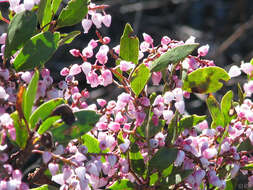 Sivun Arctostaphylos stanfordiana Parry kuva