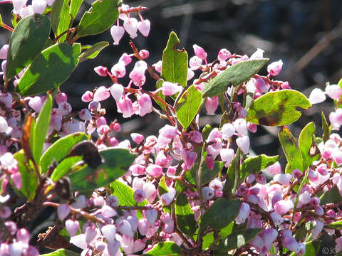 Image of Stanford's manzanita