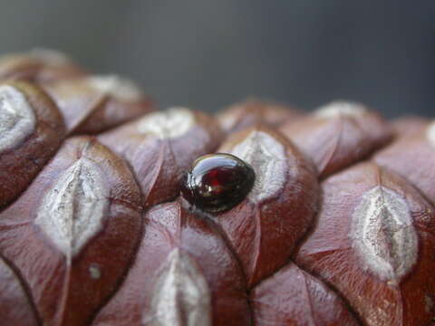 Image of heather ladybird