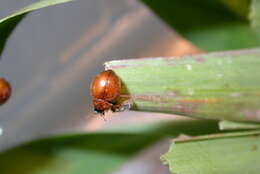 صورة Cynegetis impunctata