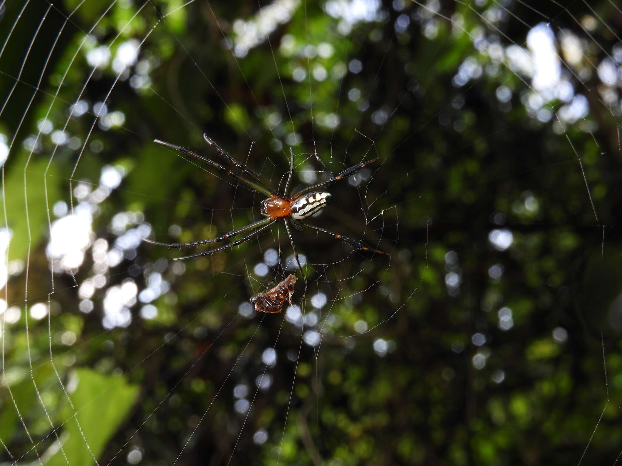 Image of Leucauge tessellata (Thorell 1887)