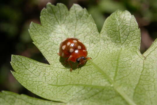 Image of Calvia quatuordecimguttata (Linnaeus 1758)