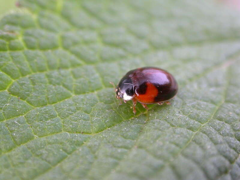 Image of Adalia decempunctata