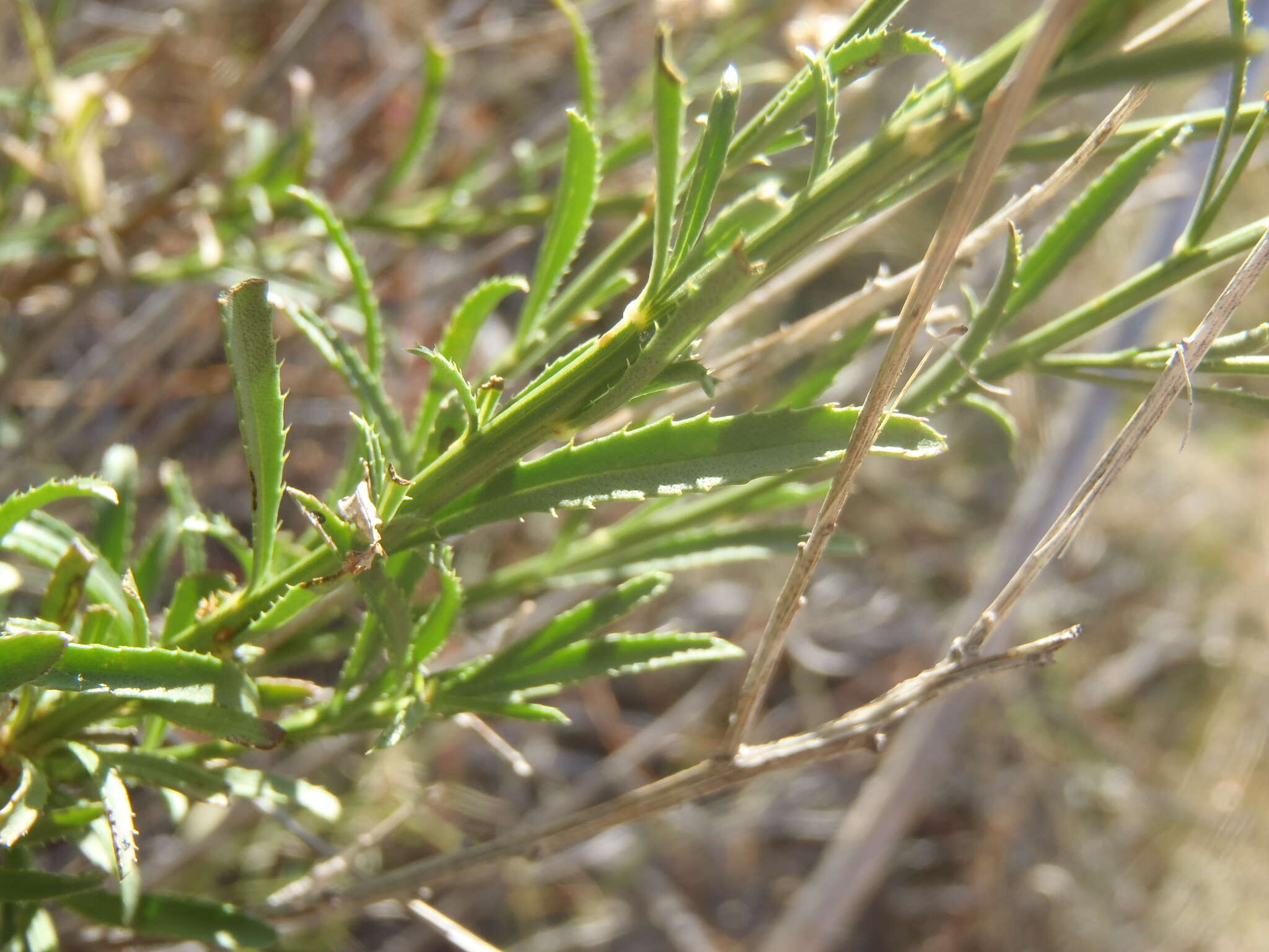 صورة Baccharis thesioides Kunth