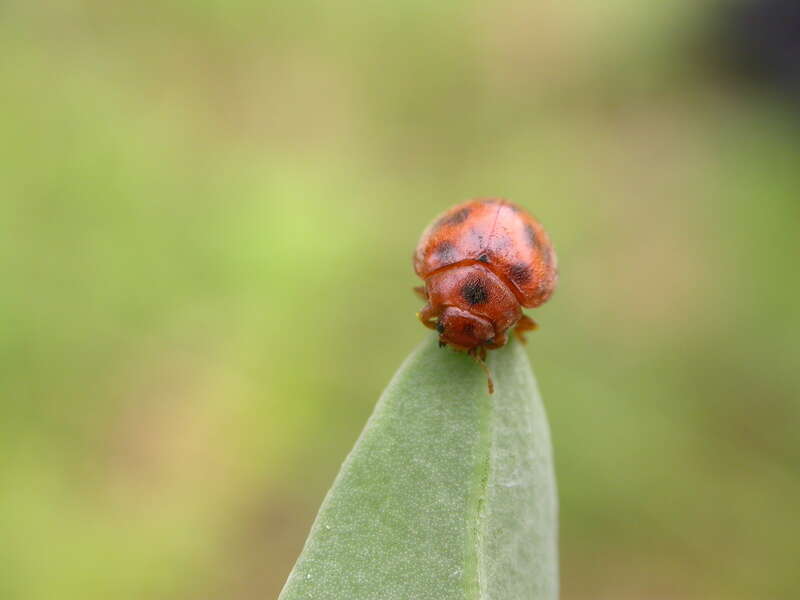 Image of Subcoccinella