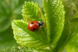 Adalia bipunctata (Linnaeus 1758) resmi