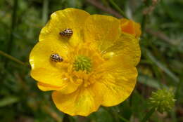 Ranunculus bulbosus L.的圖片