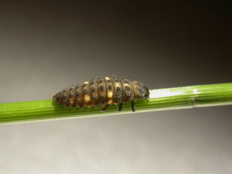 Image of hieroglyphic ladybird