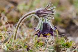 Image of Pulsatilla pratensis subsp. hungarica Soó