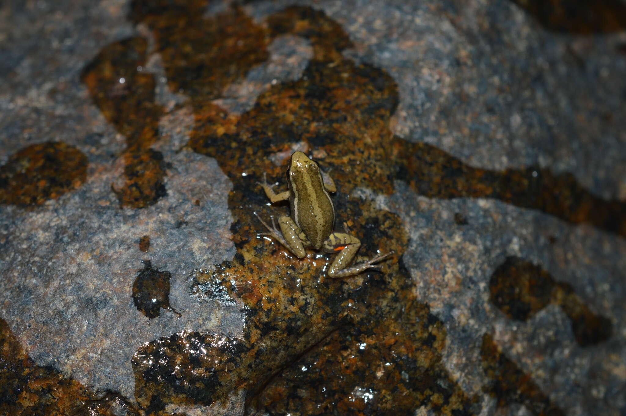 Image of Anthony's Poison-Arrow Frog