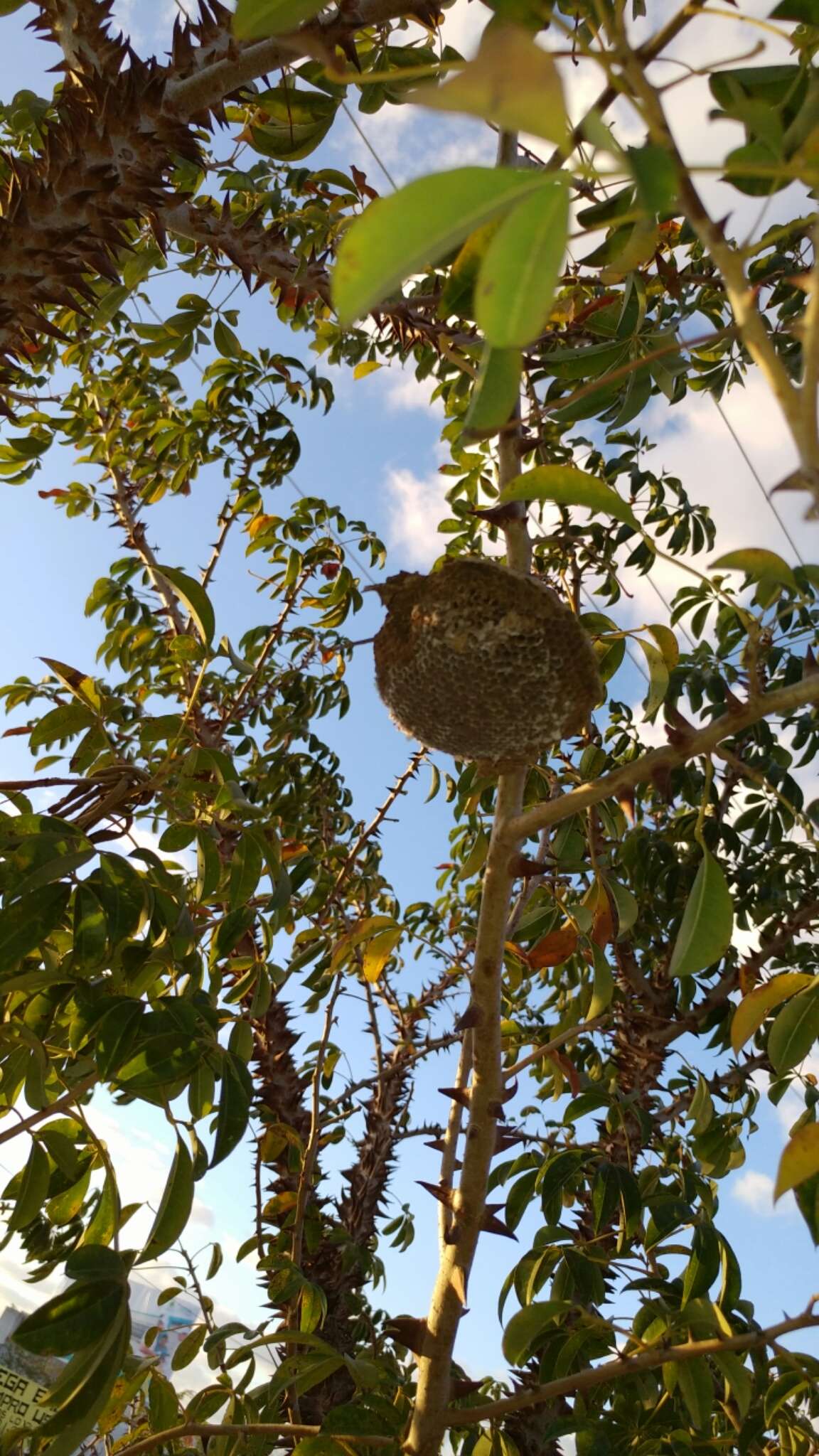 Image of Ceiba schottii Britten & E. G. Baker