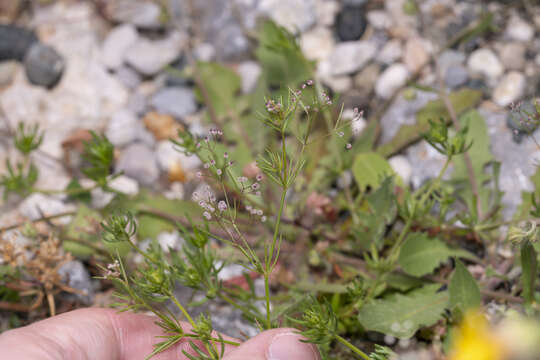 Image of Galium setaceum Lam.