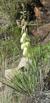 Image of soapweed yucca