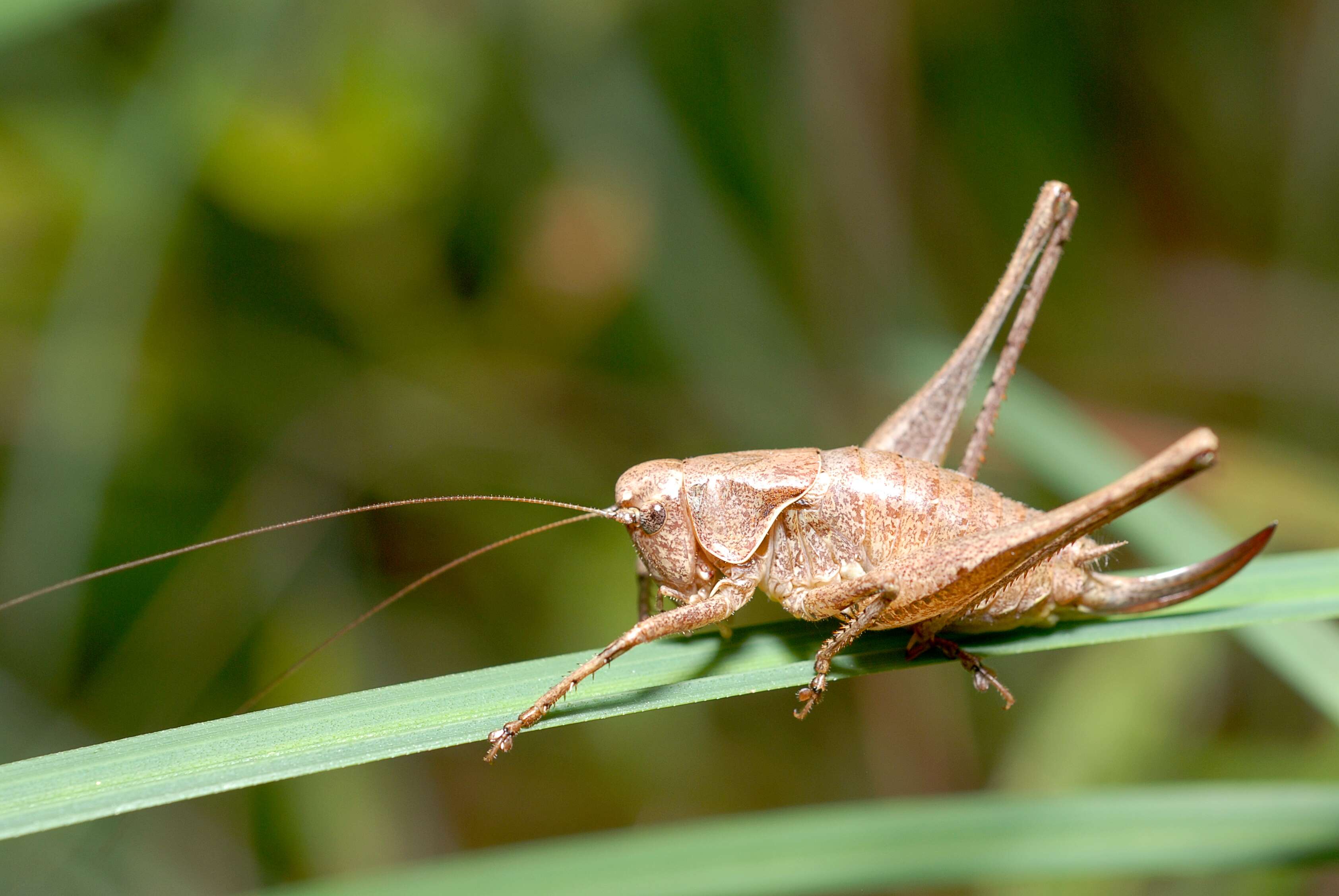 Image of dark bush-cricket