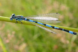 Image of Southern Damselfly