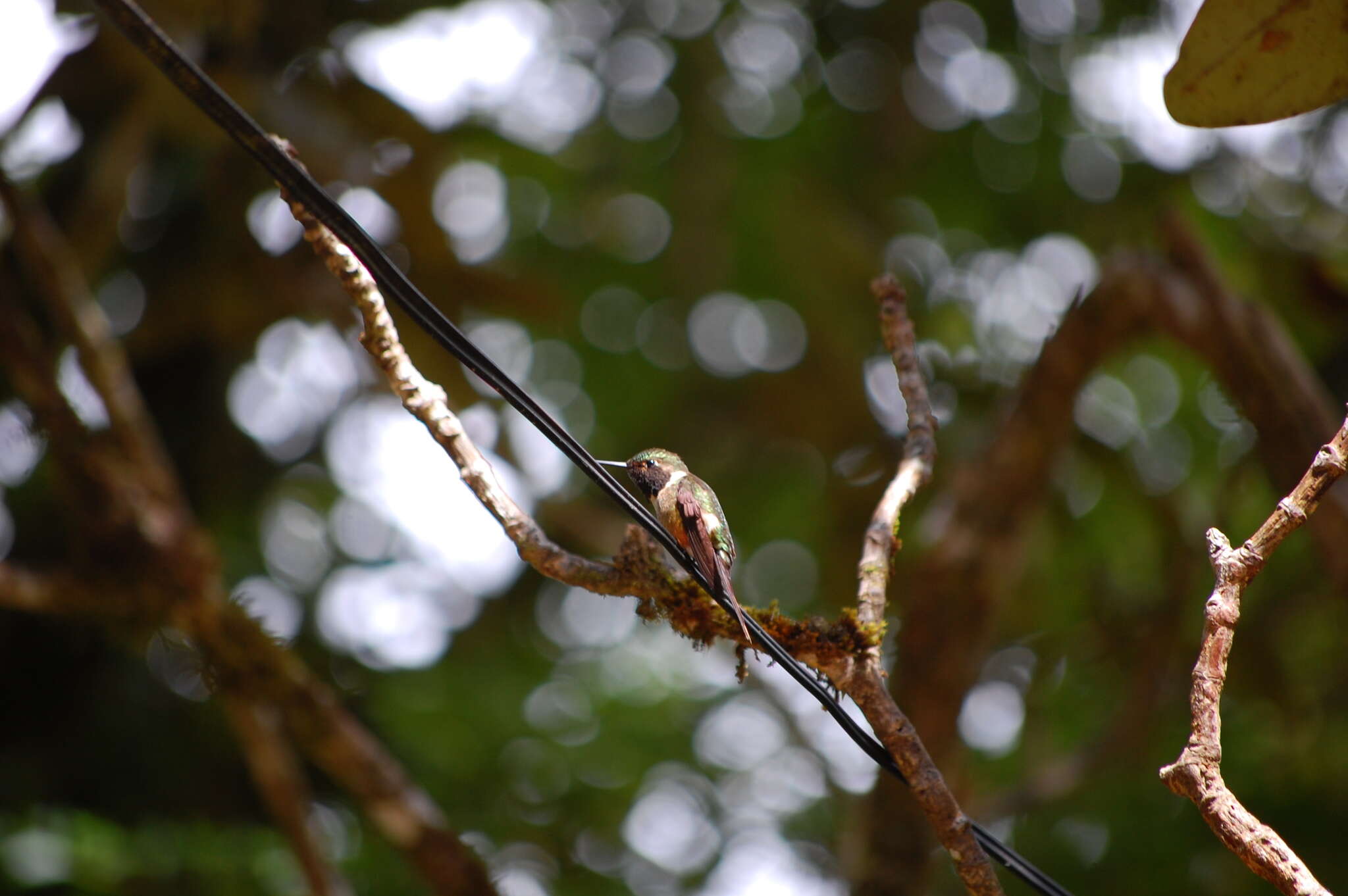 Image of Magenta-throated Woodstar