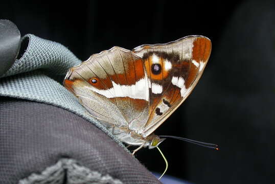 Imagem de Apatura iris Linnaeus 1758