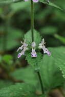 Stachys geobombycis C. Y. Wu resmi