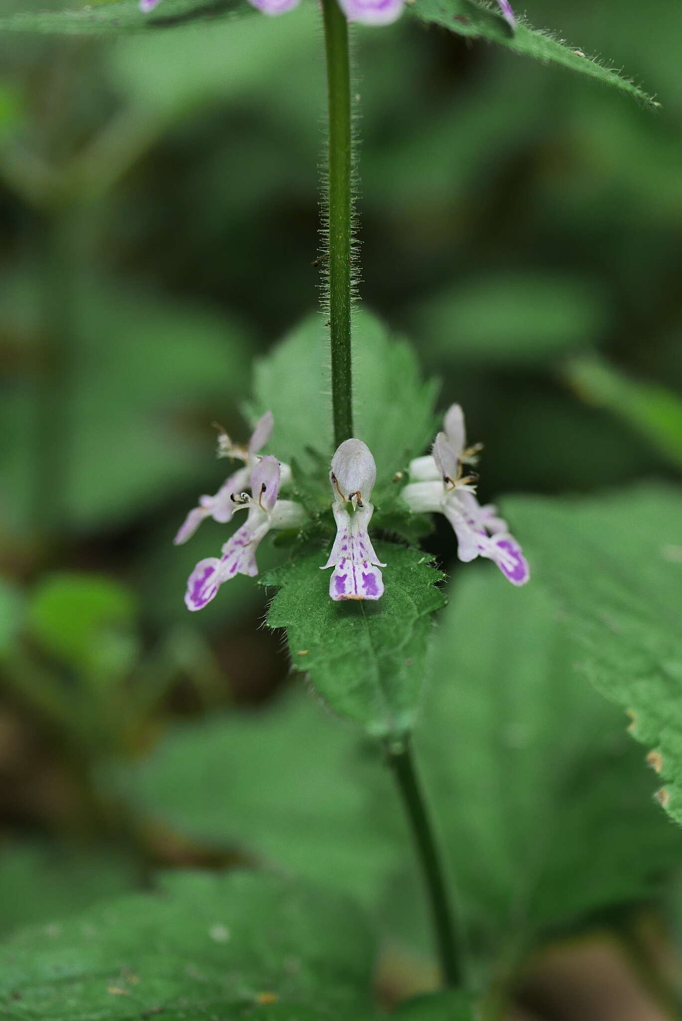 Stachys geobombycis C. Y. Wu resmi