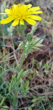 Image of Podospermum canum C. A. Mey.