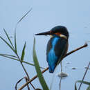 Imagem de Alcedo atthis bengalensis Gmelin & JF 1788