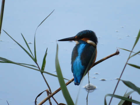 Imagem de Alcedo atthis bengalensis Gmelin & JF 1788