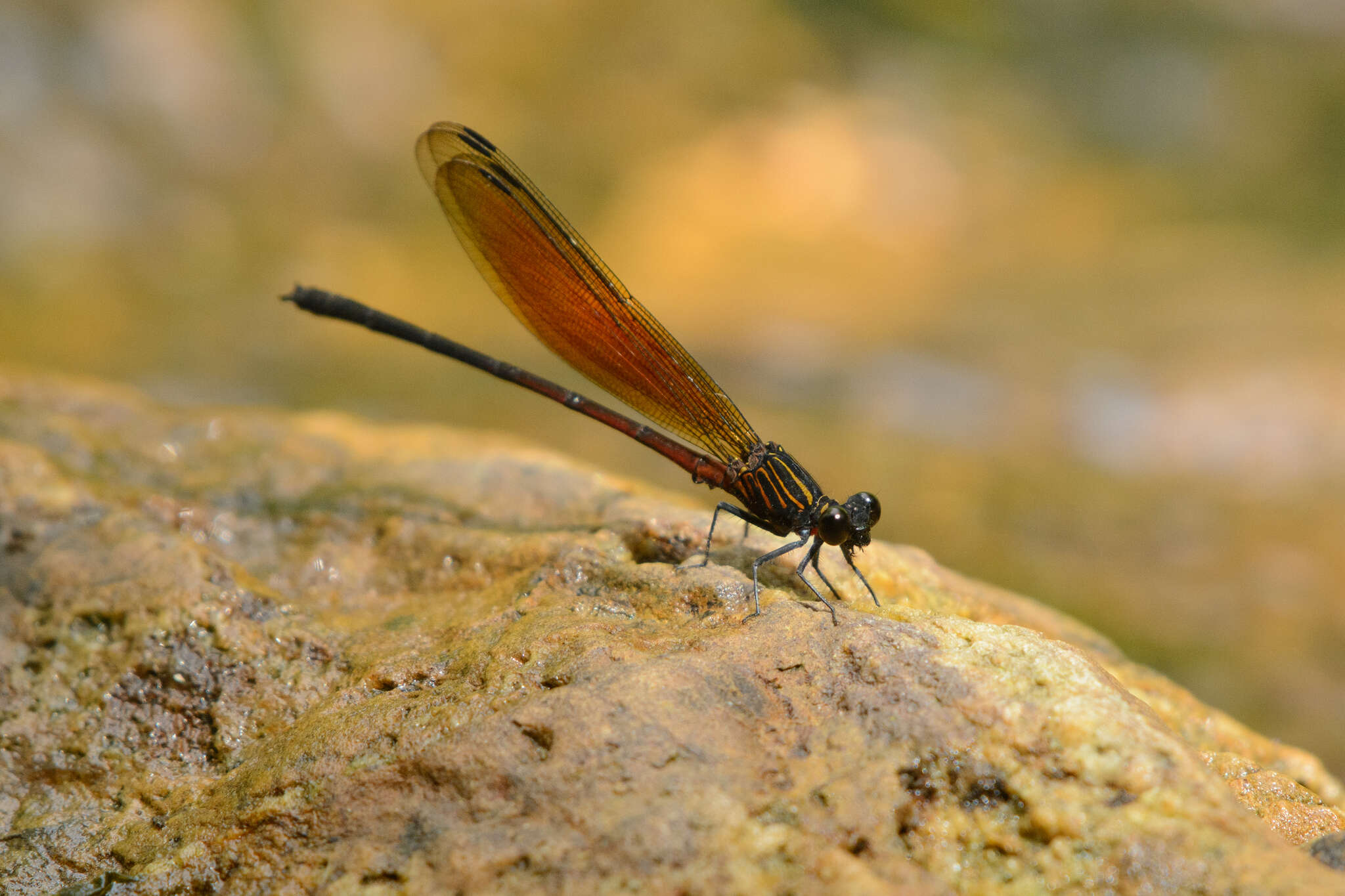 Image of Euphaea ochracea Selys 1859