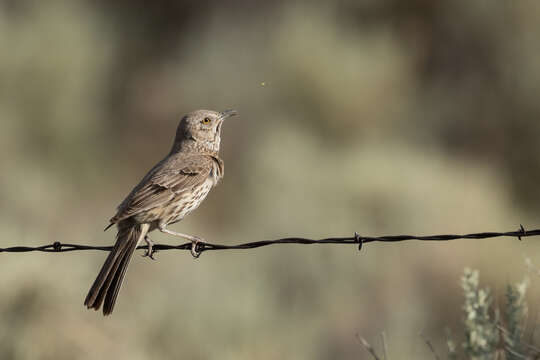 Image of Oreoscoptes Baird & SF 1858