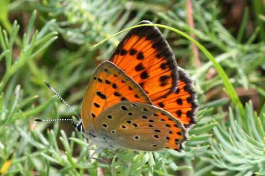 Image of Lycaena alciphron gordius