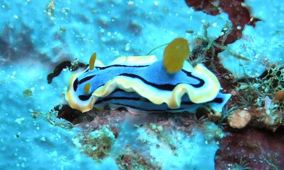 Image of Chromodoris annae Bergh 1877