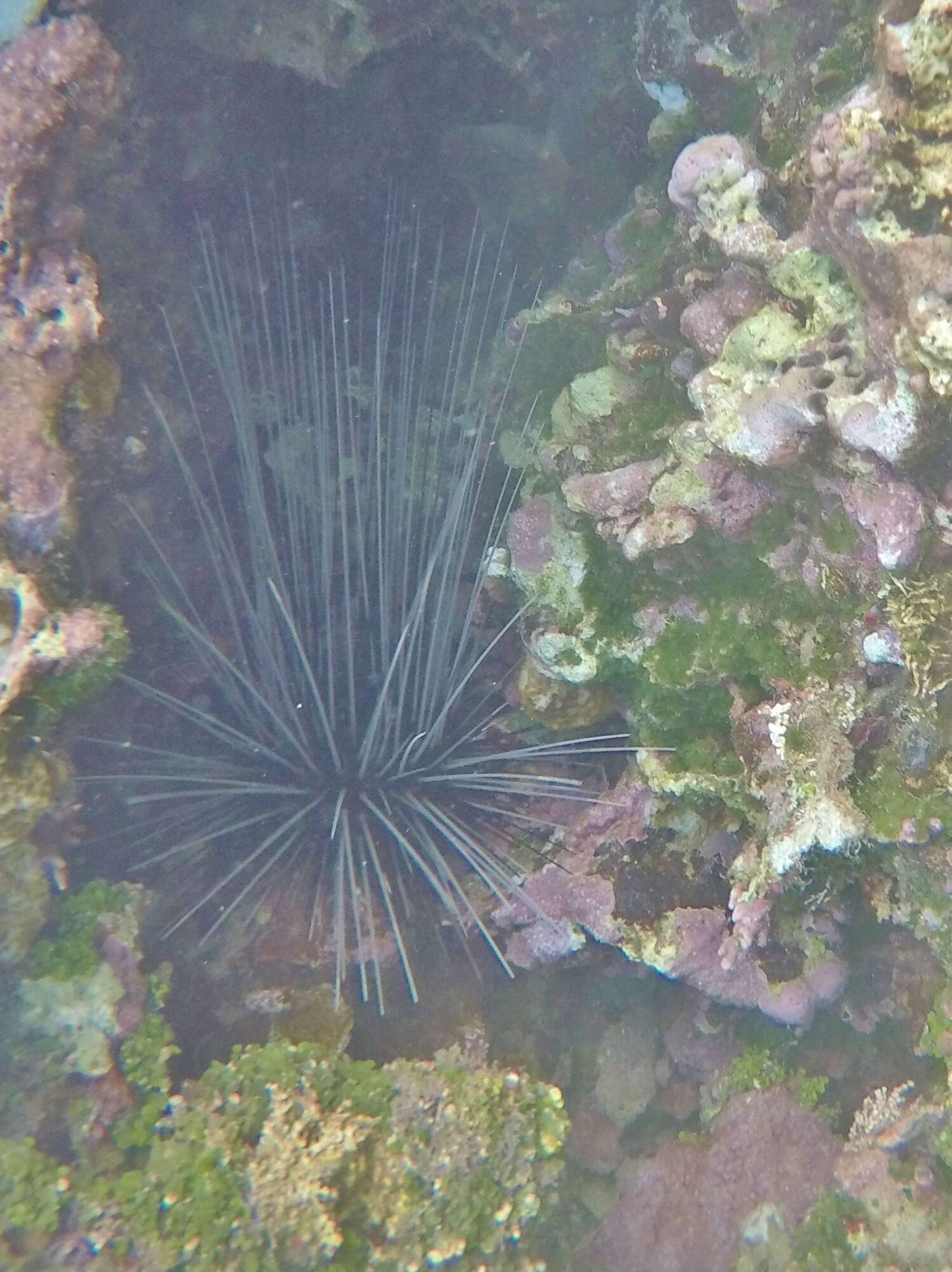 Image of spiny urchin