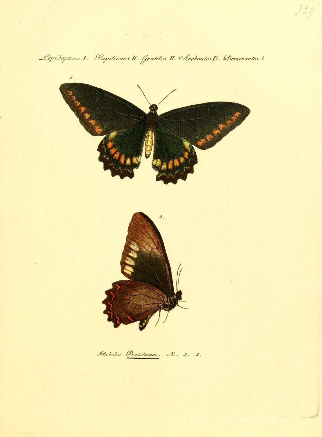 Image of Mimoides protodamas (Godart 1819)