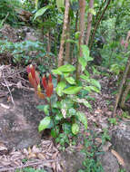 Imagem de Cinnamomum verum J. S. Presl