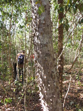 Image of Ceiba schottii Britten & E. G. Baker